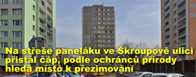 Na střeše paneláku ve Škroupově ulici přistál čáp, podle ochránců přírody hledá místo k přezimování