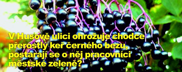 V Husově ulici ohrožuje chodce přerostlý keř černého bezu, postarají se o něj pracovníci městské zeleně?