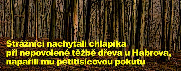 Strážníci nachytali chlapíka při nepovolené těžbě dřeva u Habrova, napařili mu pětitisícovou pokutu