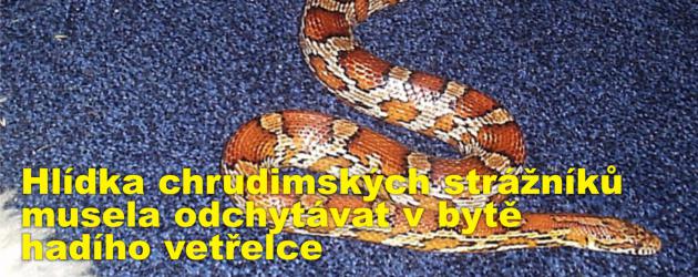Hlídka chrudimských strážníků musela odchytávat v bytě hadího vetřelce