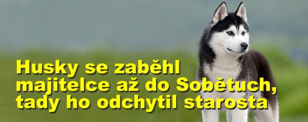 Husky se zaběhl majitelce až do Sobětuch, tady ho odchytil starosta a počkal s ním u prodejny na příjezd strážníků