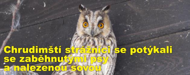 Chrudimští strážníci se potýkali se zaběhnutými psy, nalezenou sovou či nočním randálem z ulice U Václava