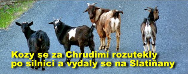 Kozy se za Chrudimí rozutekly po silnici a vydaly se na Slatiňany