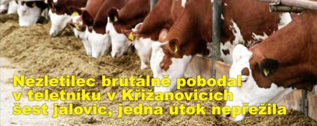 Nezletilec brutálně pobodal v teletníku v Křižanovicích šest jalovic, jedna útok nepřežila