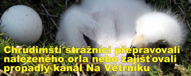 Chrudimští strážníci přepravovali nalezeného orla nebo zajišťovali propadlý kanál Na Větrníku 