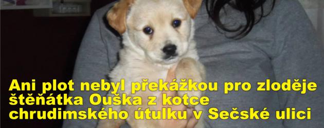 Ani plot nebyl překážkou pro zloděje štěňátka Ouška z kotce chrudimského psího útulku v Sečské ulici