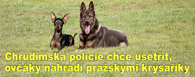 Chrudimská policie chce letos ještě více ušetřit, německé ovčáky nahradí pražskými krysaříky
