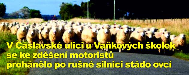 V Čáslavské ulici u Vaňkových školek se ke zděšení motoristů prohánělo po rušné silnici stádo ovcí