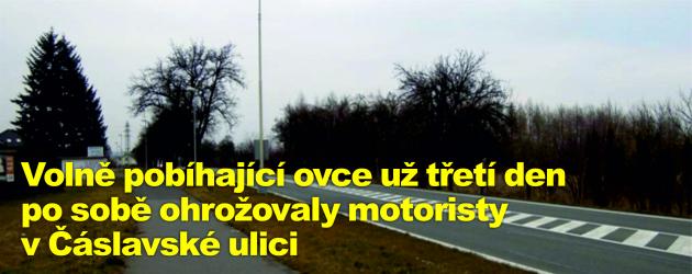 Volně pobíhající ovce už třetí den po sobě ohrožovaly motoristy v Čáslavské ulici