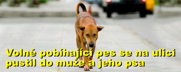 Volně pobíhající pes se ve Václavské ulici pustil do muže venčícího vlastního psa, pokousal je oba