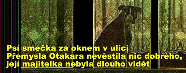 Psí smečka za oknem v ulici Přemysla Otakara nevěstila nic dobrého, její majitelka nebyla dlouho vidět