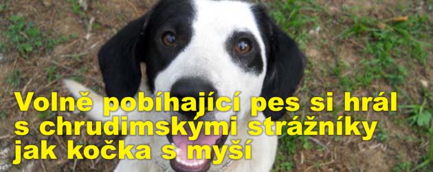 Volně pobíhající pes si hrál s chrudimskými strážníky a pracovníky útulku jak kočka s myší 