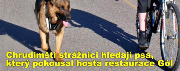 Chrudimští strážníci hledají psa, který pokousal hosta restaurace Gól