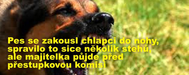 Pes se zakousl chlapci do nohy, spravilo to sice několik stehů, ale majitelka půjde před přestupkovou komisi 
