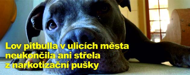 Lov pitbulla v ulicích města neukončila ani střela z narkotizační pušky