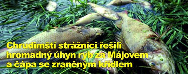 Chrudimští strážníci řešili hromadný úhyn ryb za Májovem a čápa se zraněným křídlem