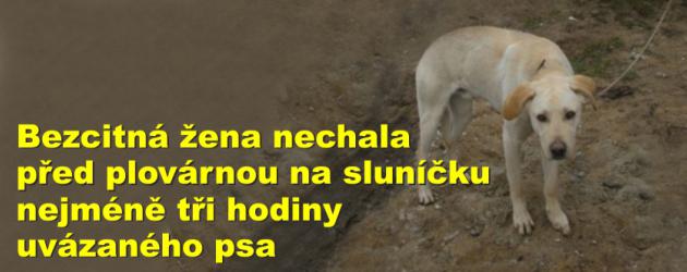 Bezcitná žena nechala před plovárnou na sluníčku nejméně tři hodiny uvázaného psa