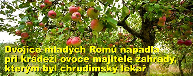 Dvojice mladých Romů napadla při krádeži ovoce majitele zahrady, kterým byl chrudimský lékař