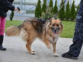 Sobotní Den otevřených dveří v útulku Technických služeb Chrudim pro opuštěná zvířata ozvláštnila fenka Rosi