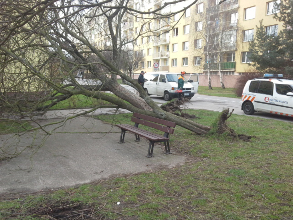 Strážníci zasahovali při likvidaci popadaných stromů na různých místech krajského města