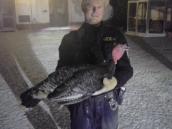 Po odchytu štíra, nutrie a zahánění labutě do řeky přišla řada i na odchyt krocana