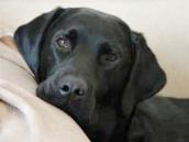 Zatoulaný labrador se šťastně vrátil ke svému majiteli do Škrovádu, který za to ale dostal pokutu