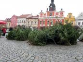 Ceny vánočních stromků se proti loňsku nezměnily, levněji vyjdou od prodejce na Resselově náměstí