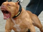 Útok pitbulla v Trpišově stál život trpasličího pinče