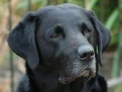 Černý labrador, který volně pobíhal po Lázeňské ulici, skončil v útulku