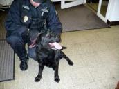 Žena dovedla na služebnu městské policie labradora, který se potuloval v Široké ulici