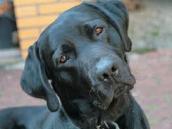 V Tovární ulici se zatoulal labrador, čeká teď na svého pána v psím útulku