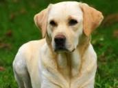 Labrador pokousal ženu, která se snažila uchránit svoji fenku