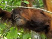 Za orangutany do deštného pralesa