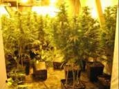 Kriminálka objevila další pěstírnu konopí, zadržen byl jeden cizinec