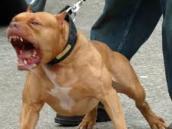 Na Tyršově náměstí opět volně pobíhal pitbull, než tam hlídka dorazila, majitel psa „uklidil“