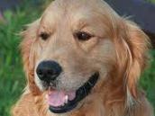 Nález retrívra na silnici ve Svitkově, kde ho nejspíš srazilo auto, pes musel okamžitě na veterinu