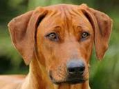 Zatoulaný ridgeback pobíhal u chrudimské Billy, nakonec si ho majitel odvedl