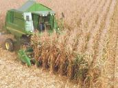 Na Chrudimsku začala sklizeň kukuřice, podle odhadů farmářů jí bude nejen méně, ale bude i méně kvalitní