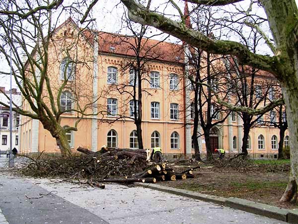 Práce v parčíku na Školním náměstí pokračují kácením stromů. Děje se tak v době, kdy skončil vegetační klid