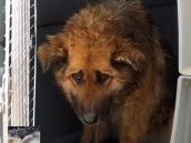 Psí útulek v Chrudimi vyhlásil sbírku na další léčbu týrané fenky, jejímu majiteli hrozí až půlmilionová pokuta