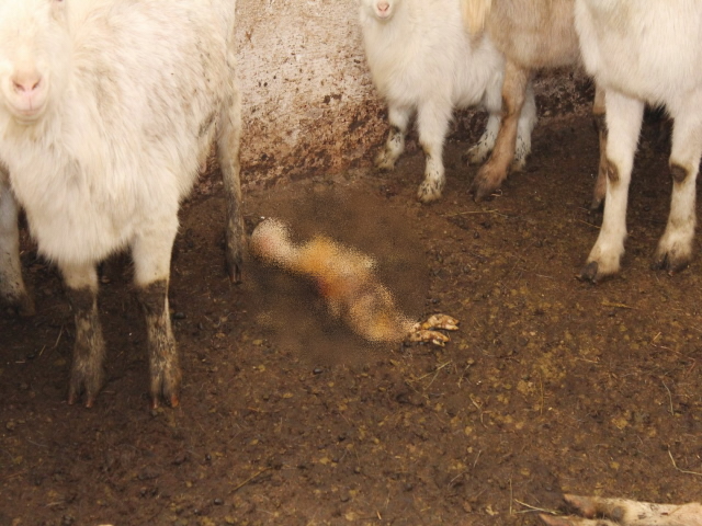 Farmář nechal kvůli nedostatku peněz na krmení napospas svému osudu stádo koz, teď mu hrozí tři roky