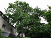 Podpořte Žižkův dub z Podhradí u Třemošnice v anketě Strom roku 2012