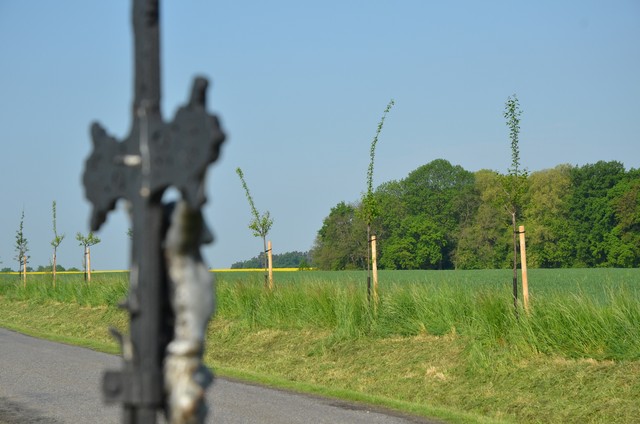 Vysadí cestáři nové stromy u silnice na Podhůru?