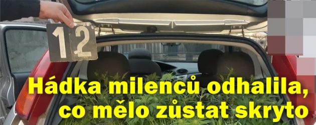 Hádka odhalila utajenou pěstírnu