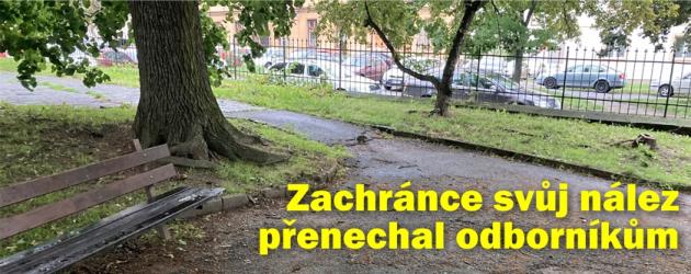 Zachránce svůj nevšední úlovek předal odborníkům