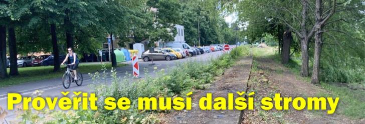 Po tragické události začalo město urychleně řešit stromy