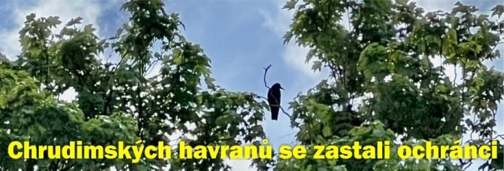 Za chrudimské havrany se postavili ochránci zvířat