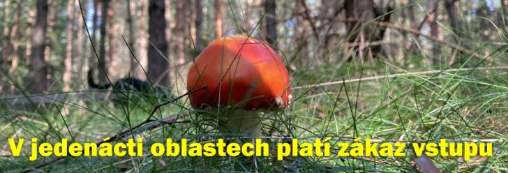 Až do konce prázdnin platí zákaz vstupu do lesa