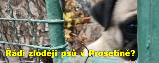 Mizí psi? Starosta Vychroň: Budeme je bránit i silou