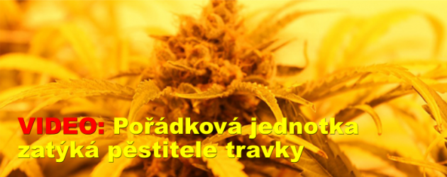 VIDEO: Pořádková jednotka zatýká pěstitele travky